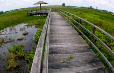 Wetland